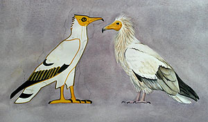 Egyptian Vultures - painting by Jackie Garner